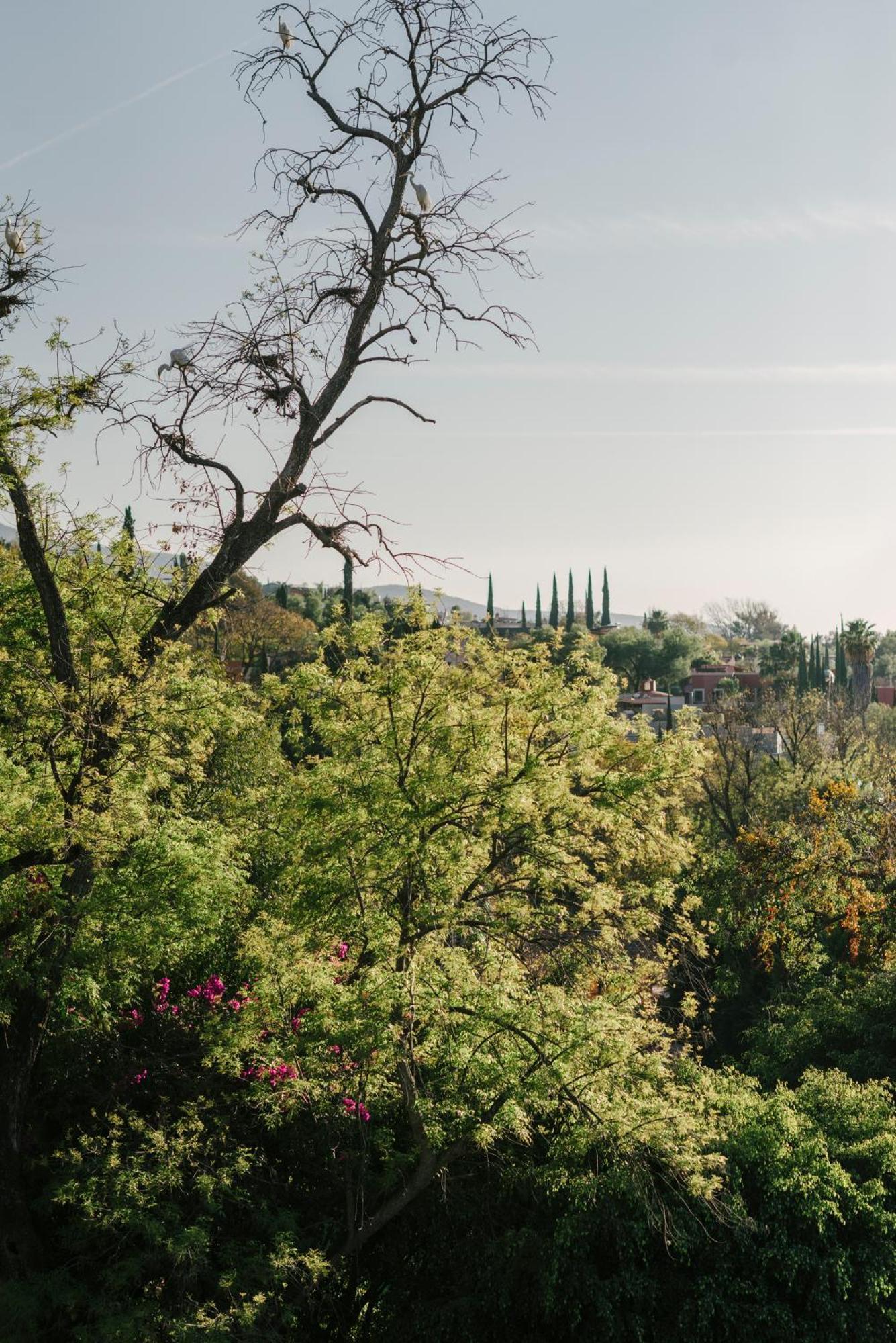 Hotel Apapacho Boutique San Miguel de Allende Eksteriør bilde
